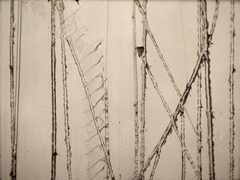 ONE NOISE FILM